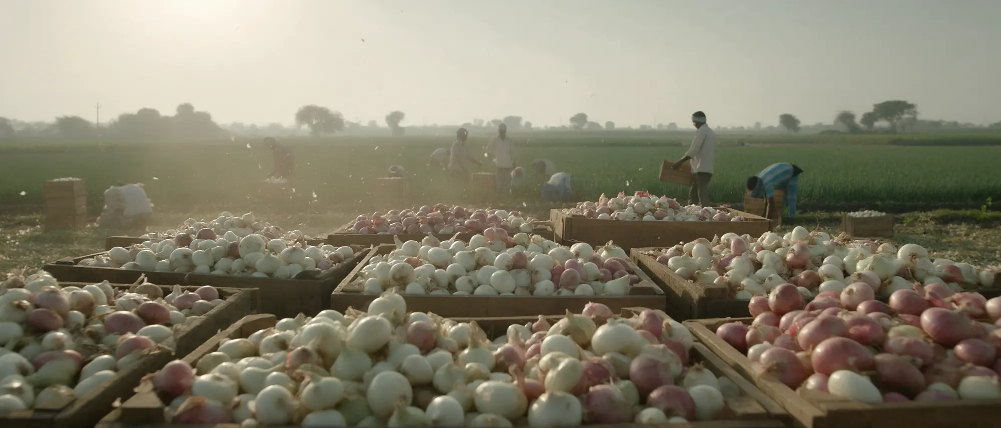 Onion farms around Mahuva, Gujarat, where Optimum Foods sources its onions